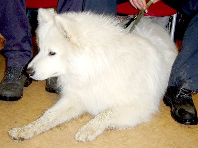Elvis - Samojedhund