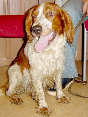 Spike - Welsh Springer Spaniel