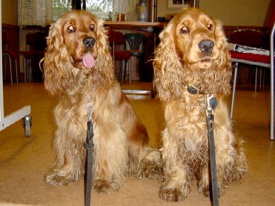 Dennis och Melvin -
Engelsk Cocker Spaniel